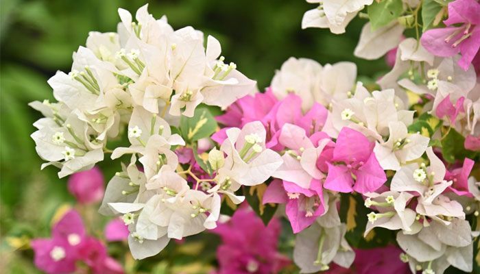 ক্যাম্পাসজুড়ে হাসছে নানান ফুল