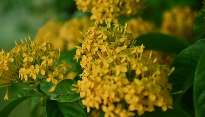 ক্যাম্পাসজুড়ে হাসছে নানান ফুল