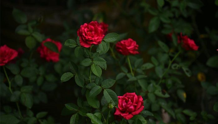 ক্যাম্পাসজুড়ে হাসছে নানান ফুল