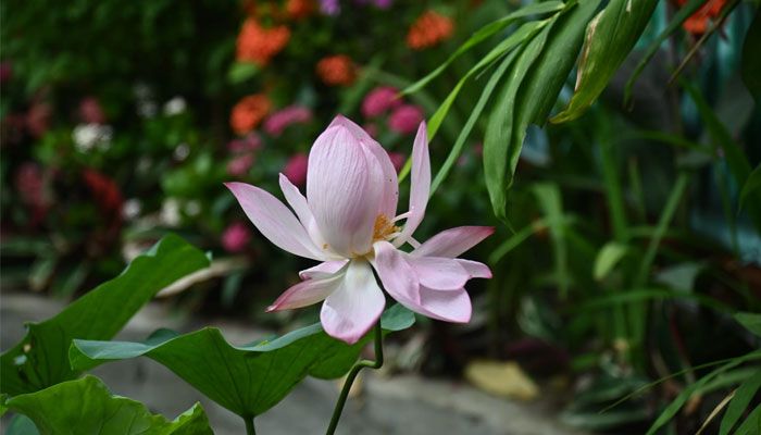 ক্যাম্পাসজুড়ে হাসছে নানান ফুল