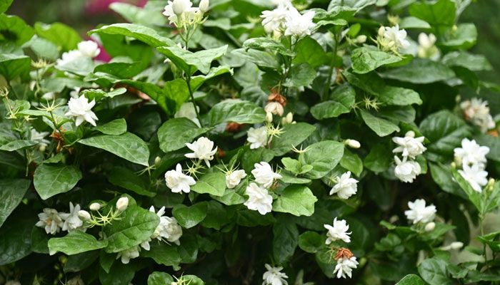 ক্যাম্পাসজুড়ে হাসছে নানান ফুল