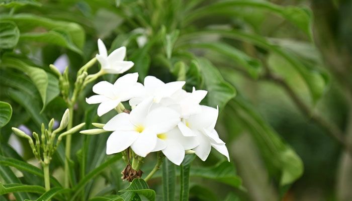 ক্যাম্পাসজুড়ে হাসছে নানান ফুল