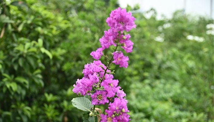 ক্যাম্পাসজুড়ে হাসছে নানান ফুল
