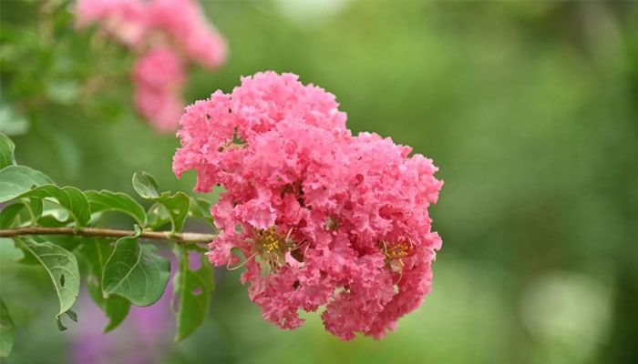 ক্যাম্পাসজুড়ে হাসছে নানান ফুল