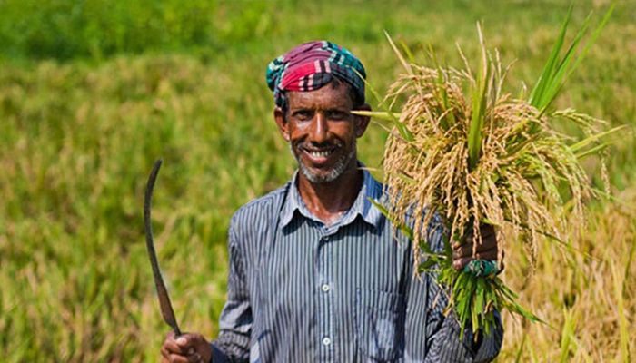 এক মাসে কৃষি ঋণ বিতরণ কমেছে ২৪৪ কোটি টাকা
