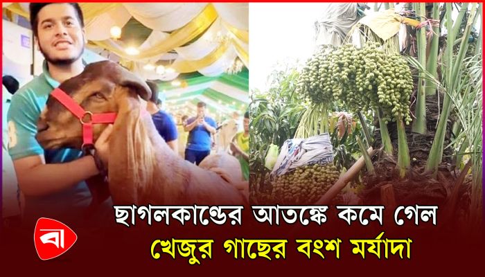 ছাগলকাণ্ডের আতঙ্কে কমে গেল খেজুর গাছের বংশ মর্যাদা