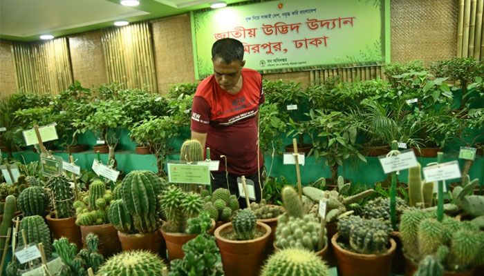 বৃক্ষমেলায় রঙিন ক্যাকটাস