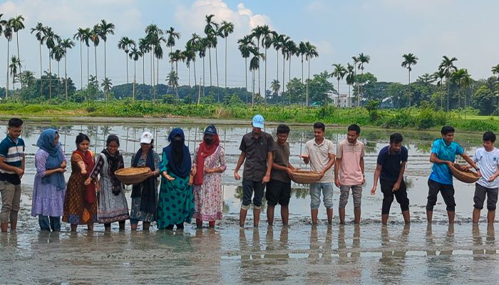 বন্যার্তদের বিনামূল্যে ধানের চারা বিতরণে বীজ বপন শুরু