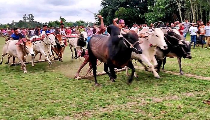 শ্রীবরদীতে ঐতিহ্যবাহী গরুর মই দৌড় প্রতিযোগিতা