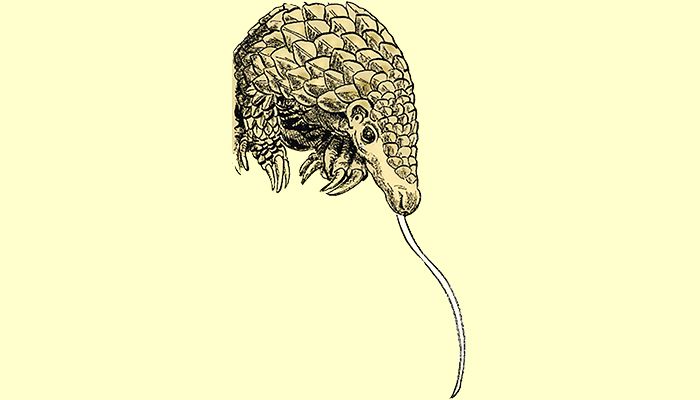  যে প্রাণীর জিব ২৪ ইঞ্চি লম্বা 