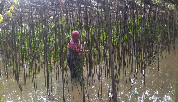 পানিতে ডুবে নষ্ট  প্রায় আড়াইশ একর জমির বরজ