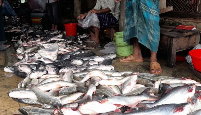 কমলনগর উপজেলার মেঘনা নদীতে ইলিশ ও পোয়া মাছের পরিবর্তে জেলেদের জালে ধরা পড়ছে রুই, কাতল, তেলাপিয়া ও পাঙাশসহ বিভিন্ন প্রজাতির মাছ। প্রবা ফটো