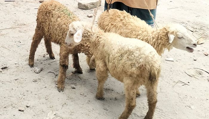 সুবিধাবঞ্চিতদের ভেড়া পেলেন সচ্ছলরা