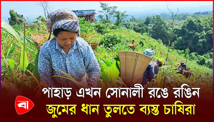 জুমের ধান কাটা শুরু, সবুজ পাহাড় এখন সোনা রঙে রঙিন