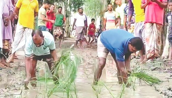 কর্দমাক্ত রাস্তায় ধানের চারা রোপণ করে প্রতিবাদ