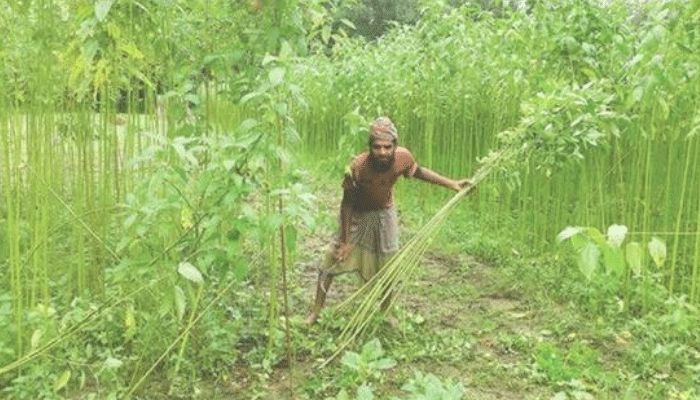 টাঙ্গাইলে পাট চাষে সুদিন কৃষকের