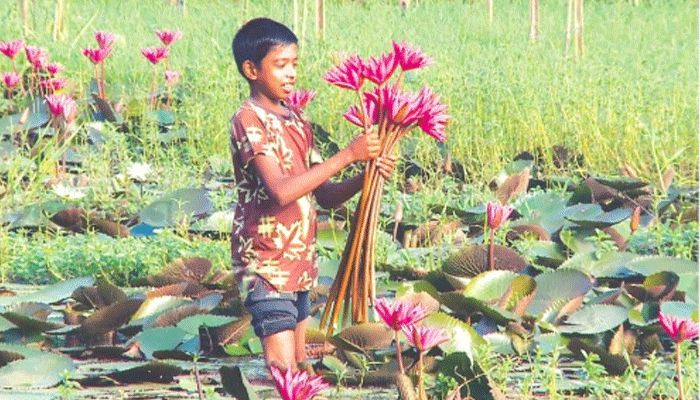 ঘাঘটপাড়ার লাল শাপলার গালিচায় স্বাগত
