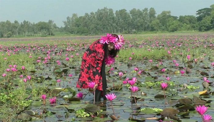 টাঙ্গাইলের বাসাইল বিলে লাল শাপলা দেখতে ছুটে আসেন দর্শনার্থীরা। সম্প্রতি তোলা। প্রবা ফটো