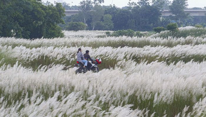 শুভ্রতা ছড়াচ্ছে সারি ঘাটের সারি সারি কাশফুল