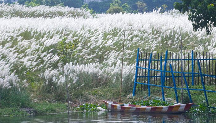 শুভ্রতা ছড়াচ্ছে সারি ঘাটের সারি সারি কাশফুল
