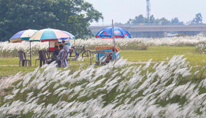 শুভ্রতা ছড়াচ্ছে সারি ঘাটের সারি সারি কাশফুল