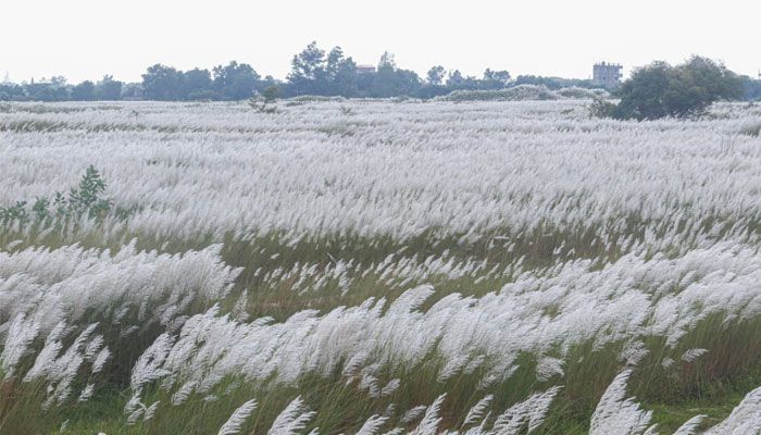শুভ্রতা ছড়াচ্ছে সারি ঘাটের সারি সারি কাশফুল