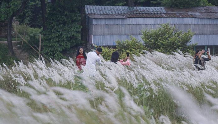 শুভ্রতা ছড়াচ্ছে সারি ঘাটের সারি সারি কাশফুল