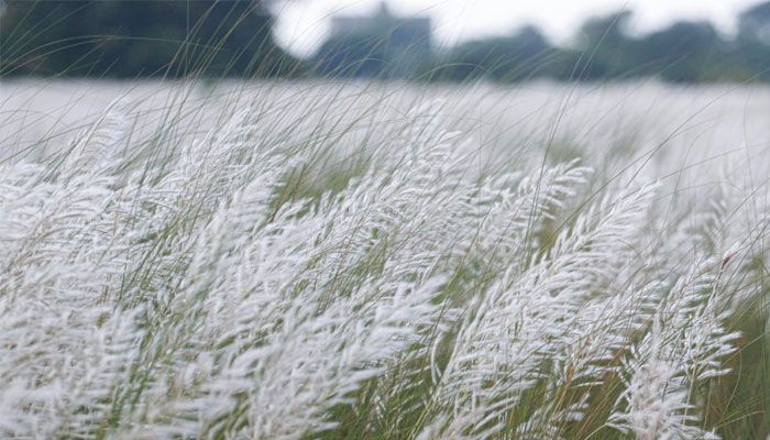 শুভ্রতা ছড়াচ্ছে সারি ঘাটের সারি সারি কাশফুল