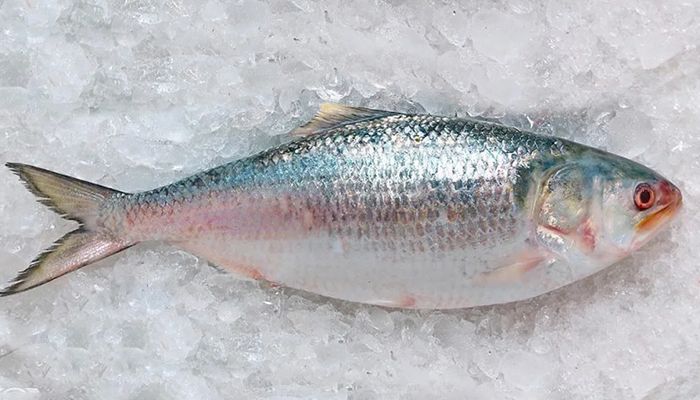 ভারতে ইলিশ রপ্তানি বন্ধে আইনি নোটিস
