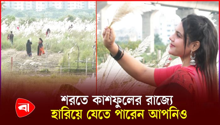ঢাকার ভেতরে কাশফুলের রাজ্য