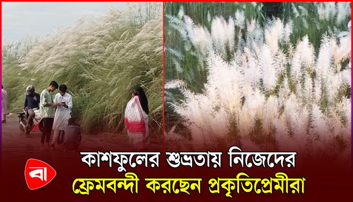 কাশফুলের মনমাতানো সৌন্দর্য উপভোগে দর্শনার্থীদের ভিড়