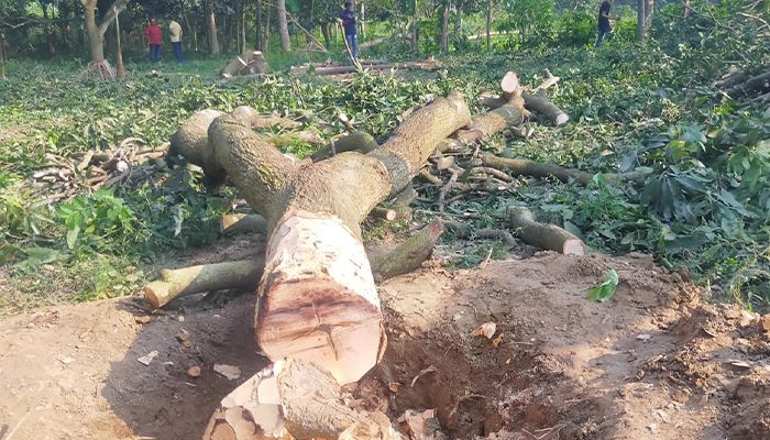 বিরোধপূর্ণ জমির গাছ কাটা ঠেকাল পুলিশ