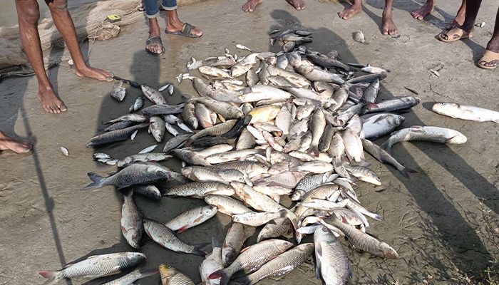 প্রতিহিংসার বিষে মারা গেল ঘেরের মাছ
