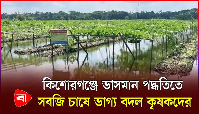 কিশোরগঞ্জে জনপ্রিয় হয়ে উঠেছে ভাসমান পদ্ধতিতে সবজি চাষ