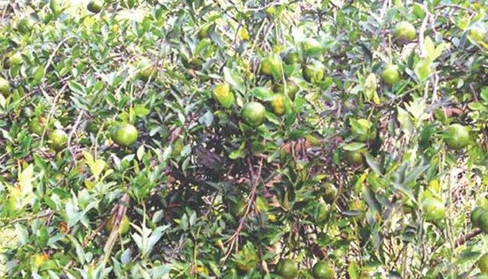কমলায় অজ্ঞাত রোগের হানা, চাষে বিপর্যয়