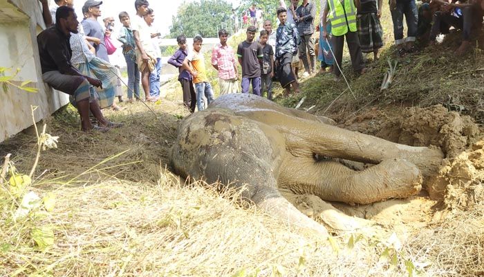 ট্রেনের ধাক্কায় আহত হাতিটিকে বাঁচানো গেল না