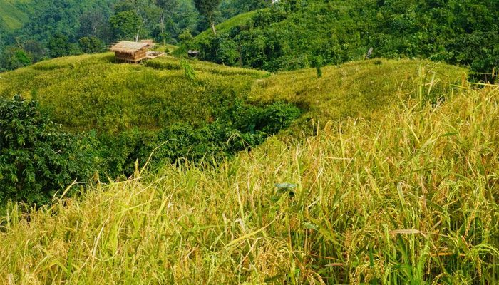সোনালি ধানে ভরেছে কাপ্তাইয়ের পাহাড়