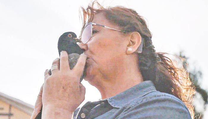 সেলিব্রিটি কবুতর