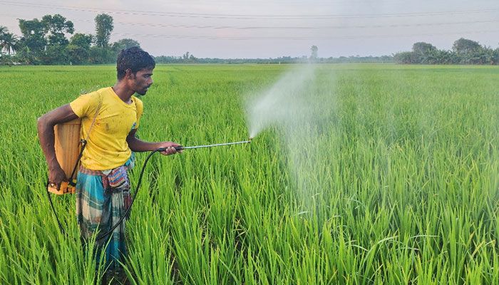 কীটনাশক ব্যবহারে মানা হচ্ছে না স্বাস্থ্যবিধি