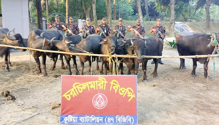 অবৈধভাবে নিয়ে আসা ১৪টি ভারতীয় মহিষ জব্দ