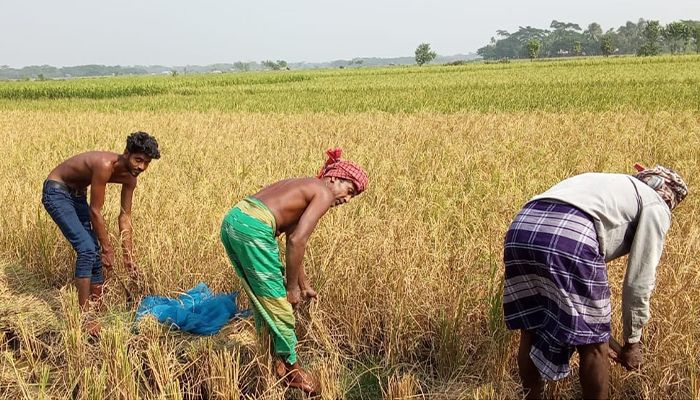 কৃষকের ধান কাটার উৎসব