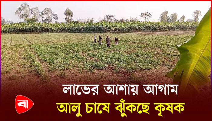মিঠাপুকুরে অধিক লাভের আশায় আগাম জাতের আলু চাষে ব্যস্ত কৃষক