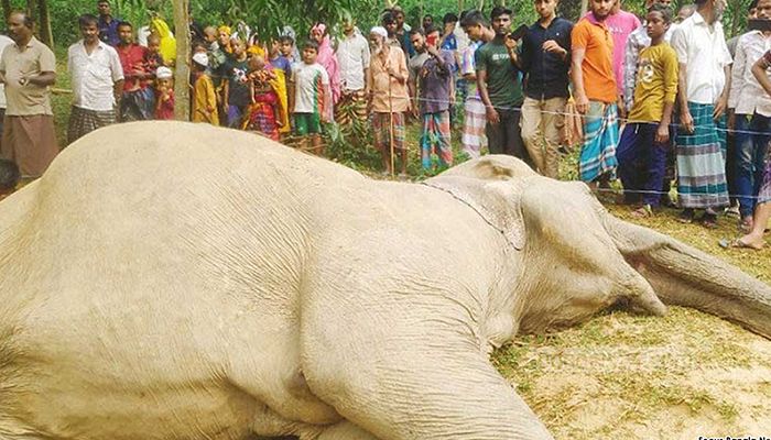 বৈদ‌্যুতিক তা‌রে জ‌ড়ি‌য়ে হা‌তির মৃত‌্যু