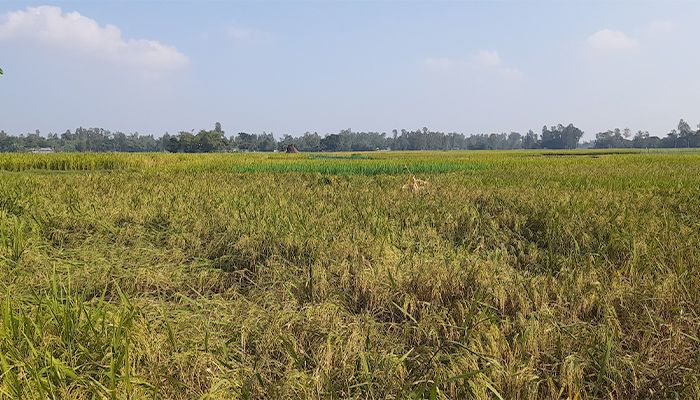 আমনের ফলনে কৃষকের মুখে হাসি 