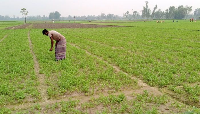 লালমনিরহাটের বড়বাড়ি ইউনিয়নের সোনাতোলা গ্রামের বিস্তীর্ণ মাঠ জুড়ে ধনেপাতার চাষ হচ্ছে। প্রবা ফটো