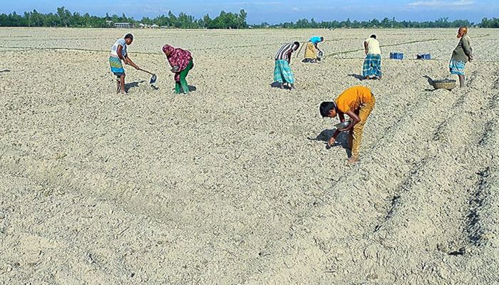 শস্যবীজের দাম বৃদ্ধি, উৎপাদনে অনাগ্রহী কৃষক