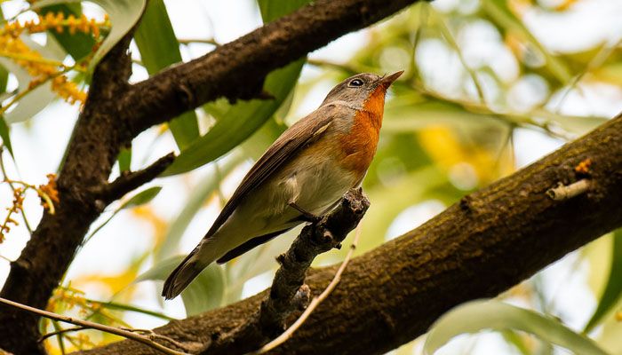 ঢাকার বুকে বিরল পরিযায়ী পাখি তুর্‌রা 