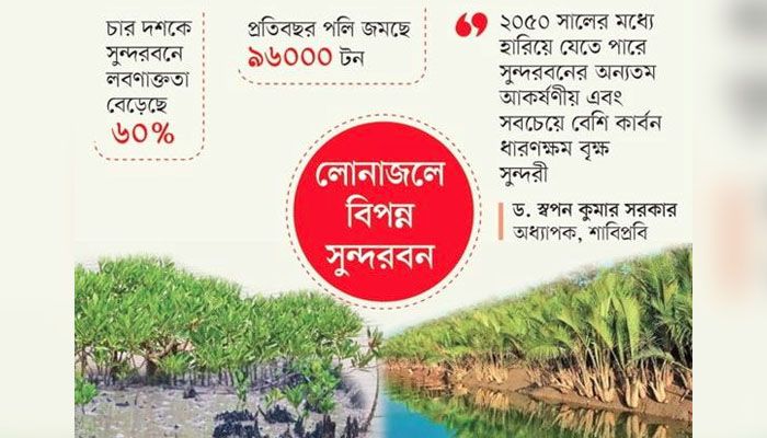সুন্দরী কমছে , ভালো নেই গোলপাতাও