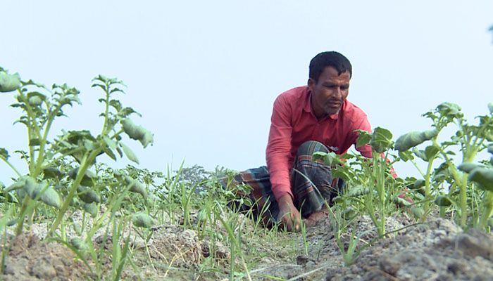শেষ মুহূর্তের পরিচর্যায় ব্যস্ত কৃষক প্রত্যাশা ভালো দামের