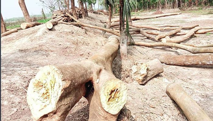 বেতাগীর সামাজিক বনায়নে হাজারো গাছের মৃত্যু পরোয়ানা